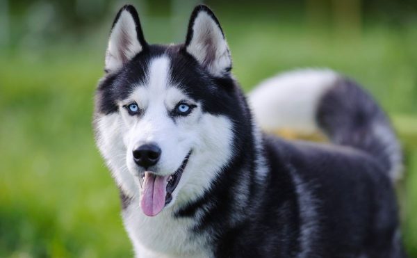 ¿Husky Siberiano de mascota… lo tendrías?